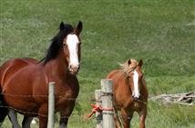 Eredeven Equitation