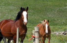 Eredeven Equitation