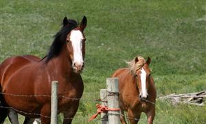 Eredeven Equitation